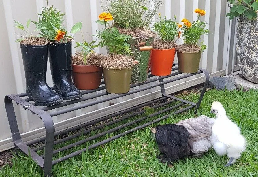 Bantams and boots.jpg