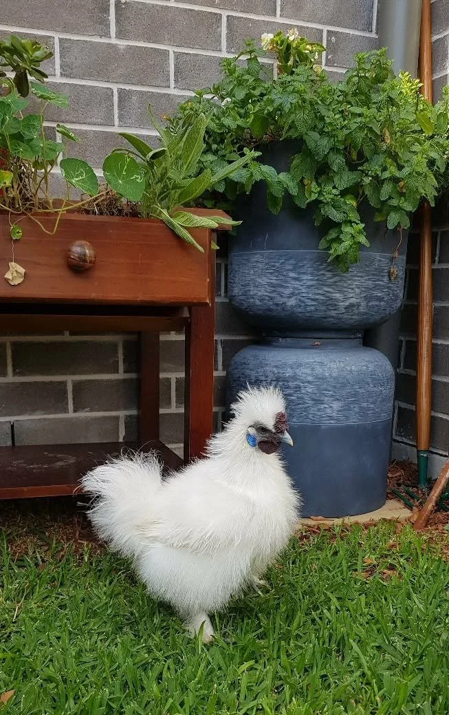 Bantam with herbs.jpg