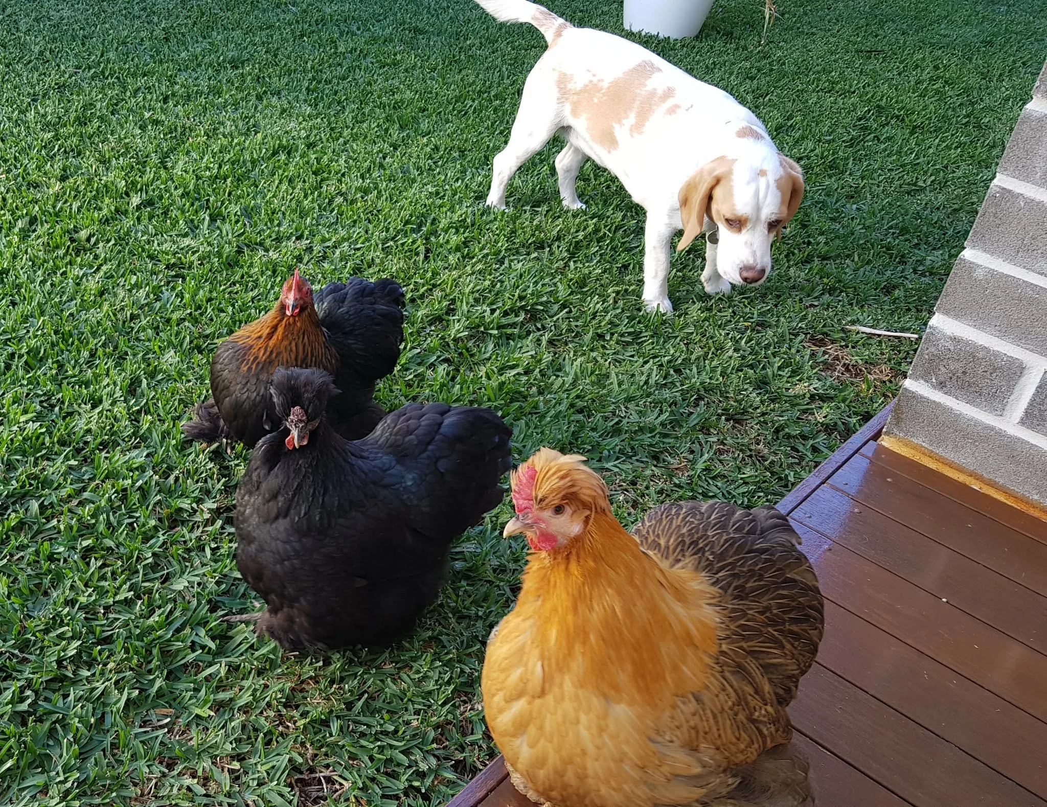 Free ranging ladies with Rosie.jpg
