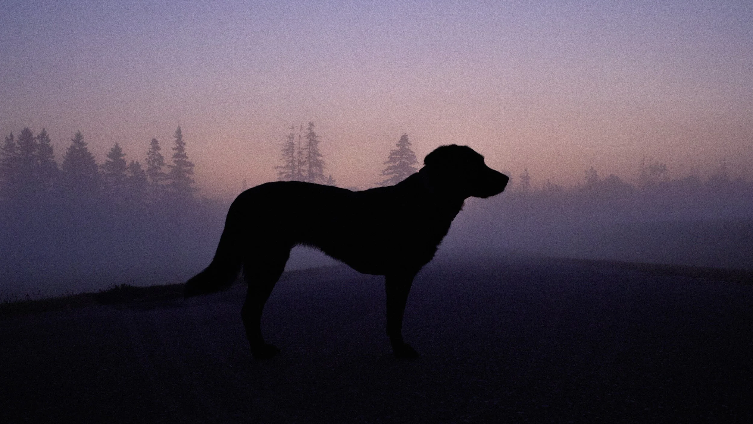 Landscape Dog