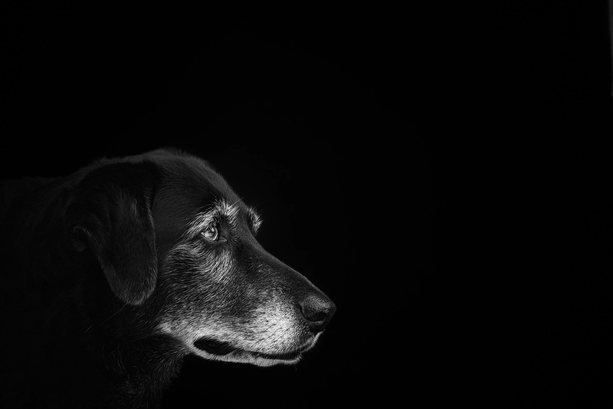 Roxy 2.jpg