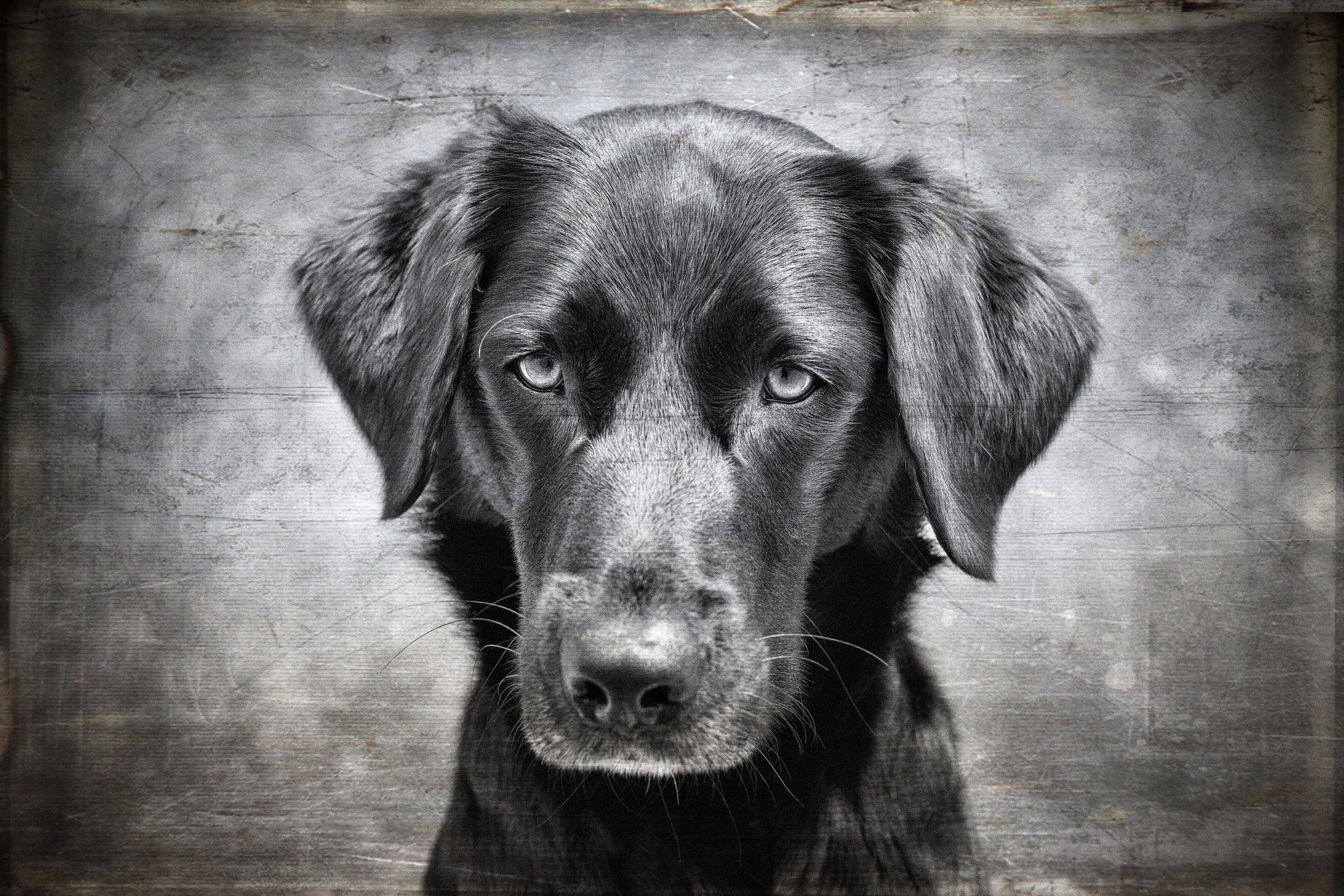 Dog Portraits