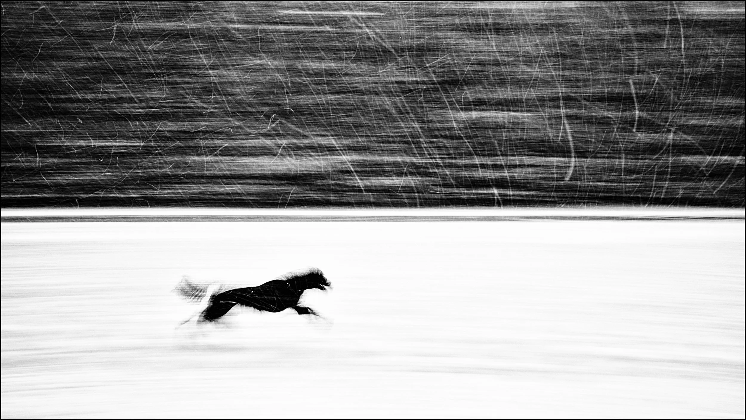 Winter Dog
