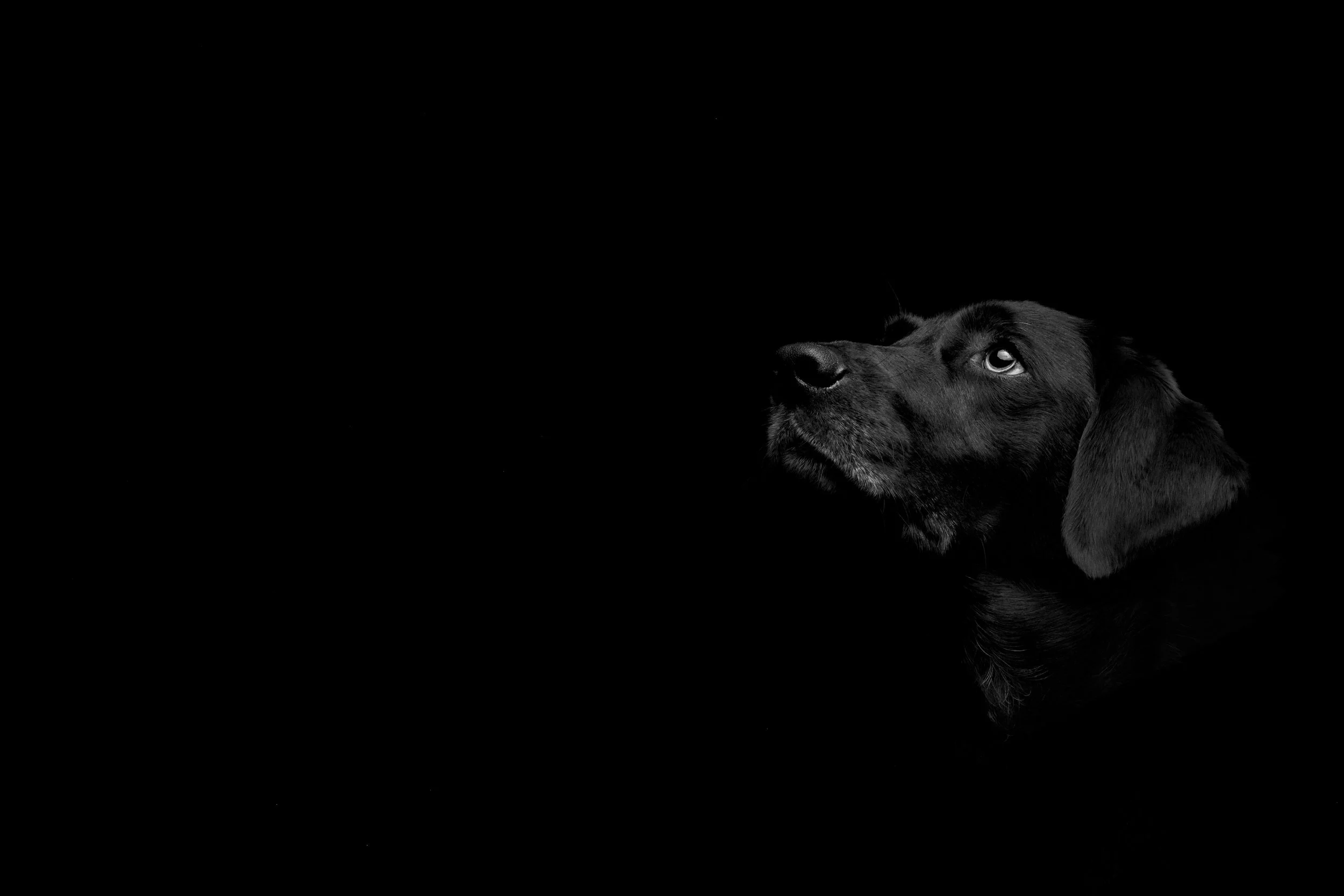 Black Dogs