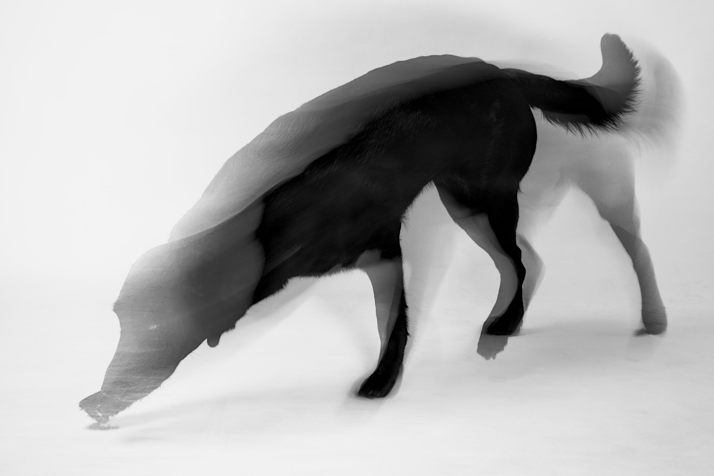 Dog as Art
