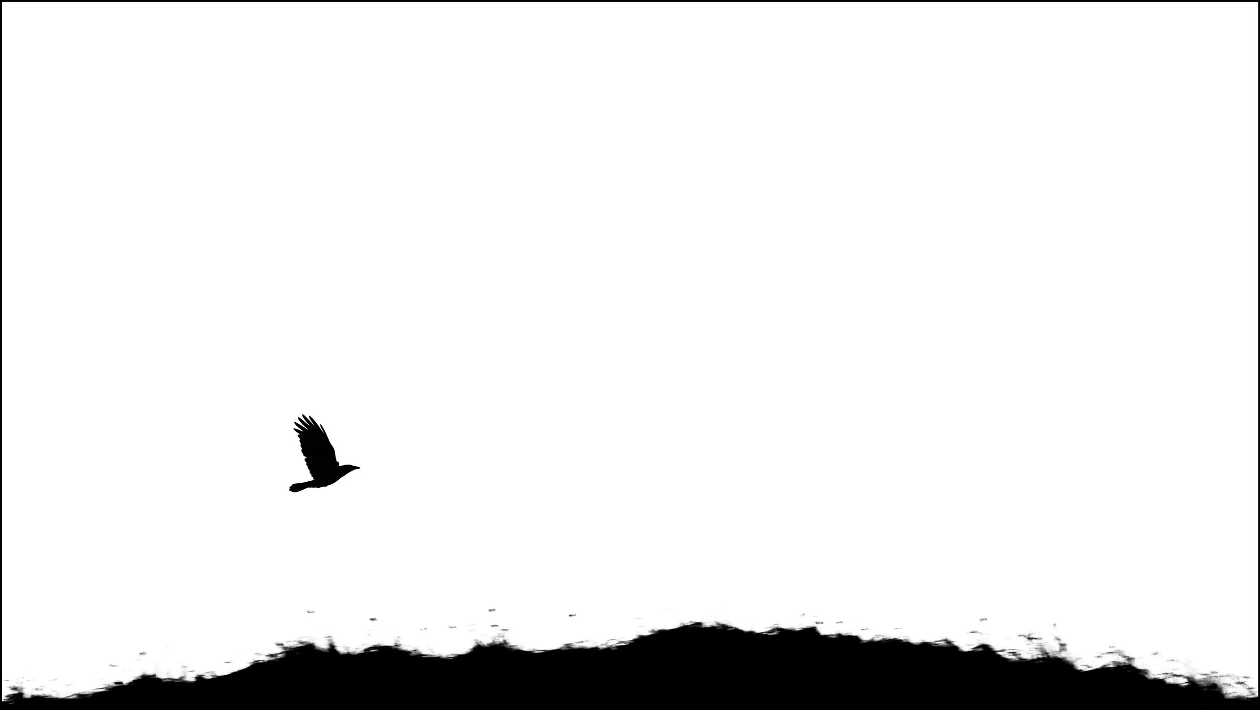 Crow.jpg