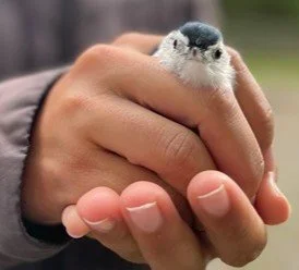 Banding Together: How Bird Banding Connects Science, Policy, and Passion for Conservation