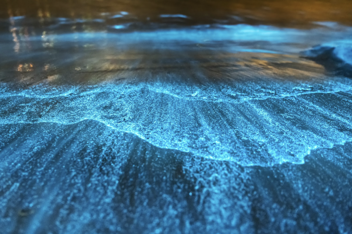 Microscopic life: Invisible to the naked eye