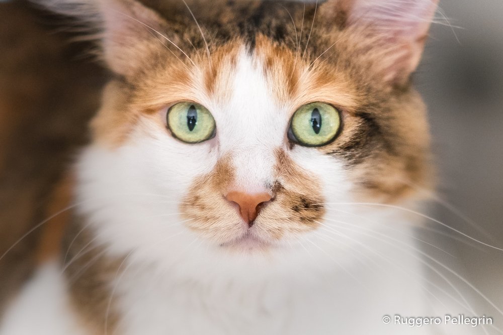 5 Steps for your Pet Photography at home