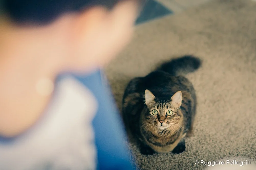 Big eye cat