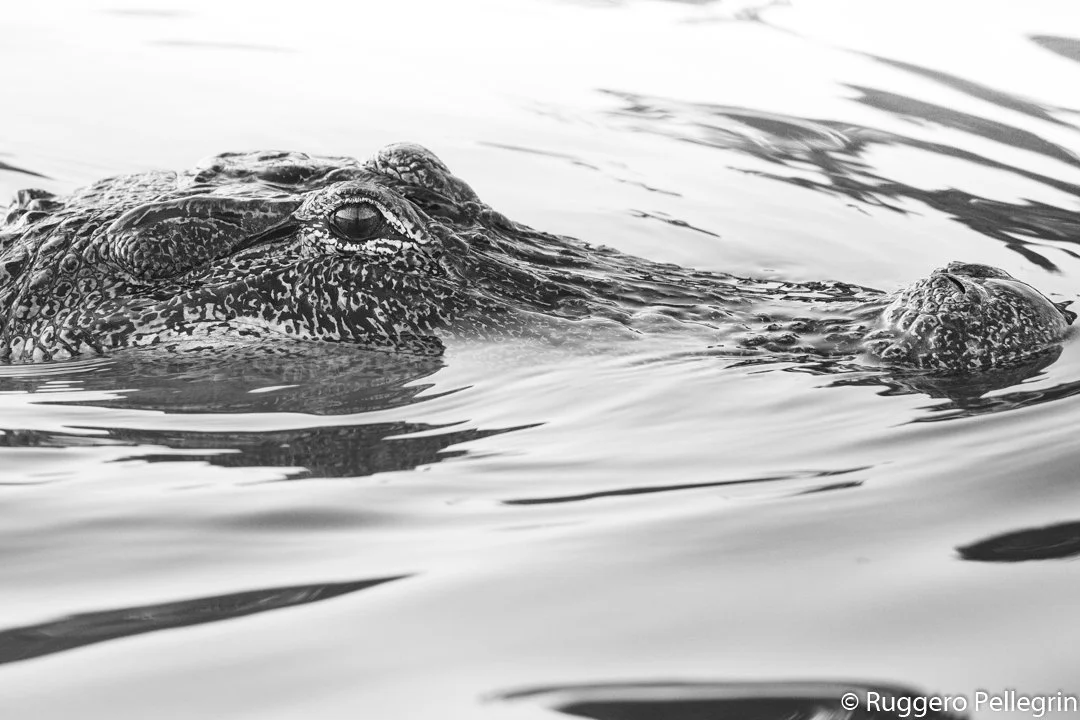 When you see a gator in your courtyard. Almost.