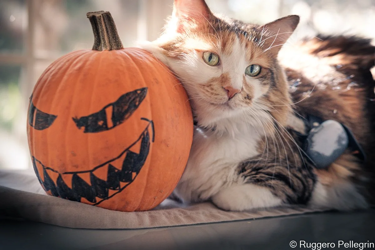 Halloween 2021
