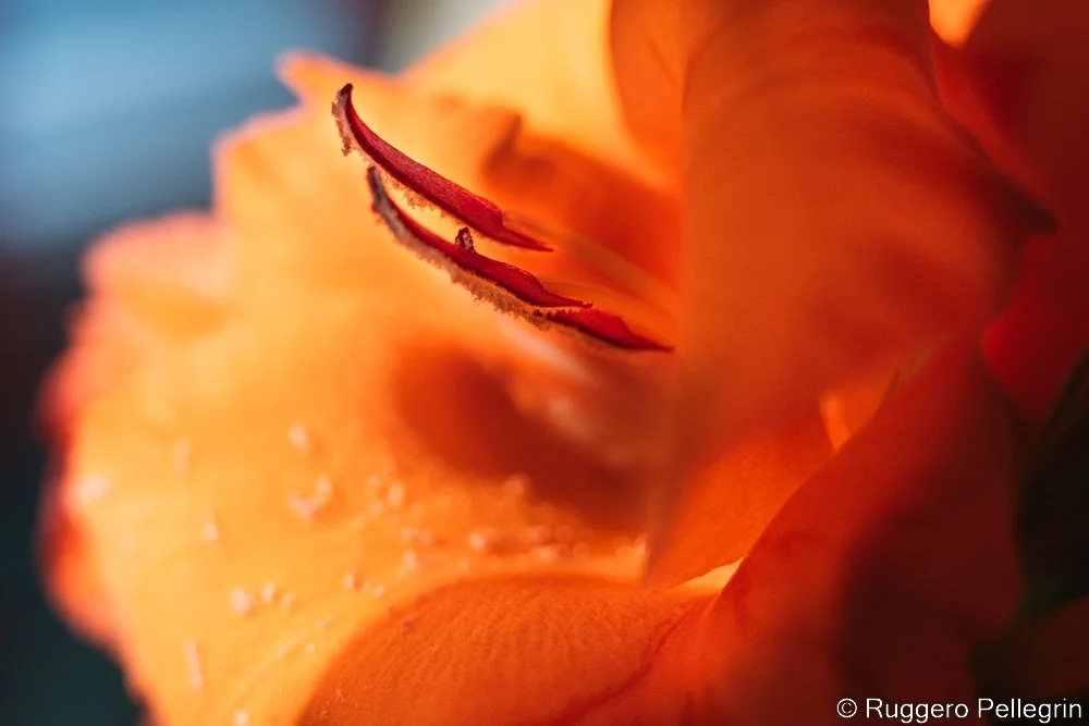 The Fire in a Flower