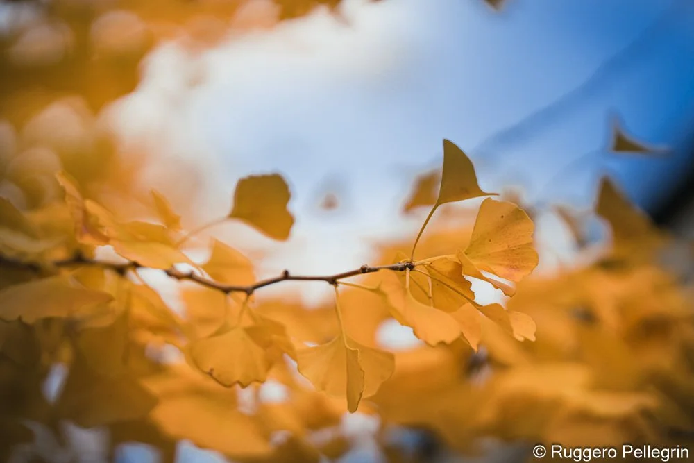 Chromatic Attraction of a Silent Autumn Morning