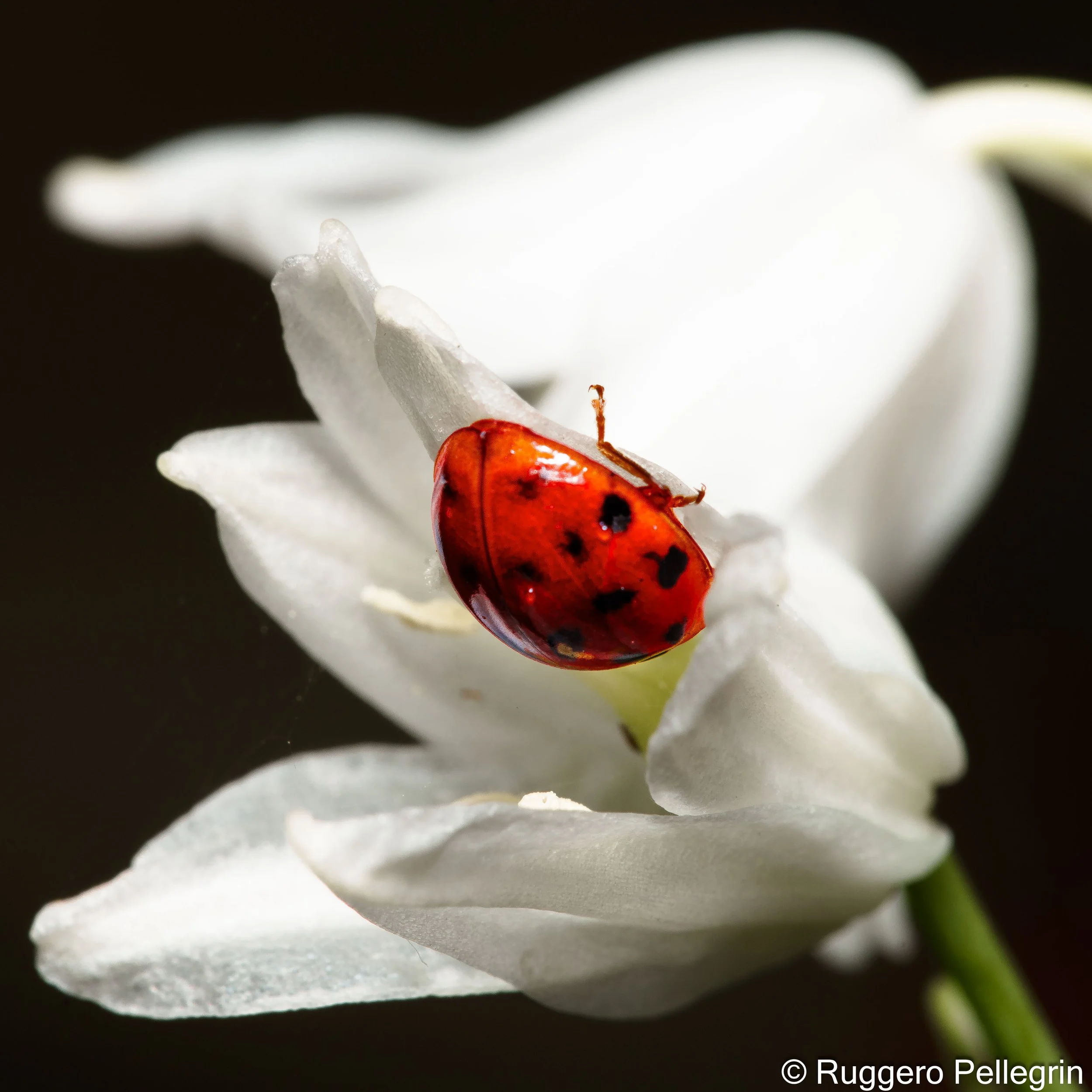 A taste of Spring UK 2024