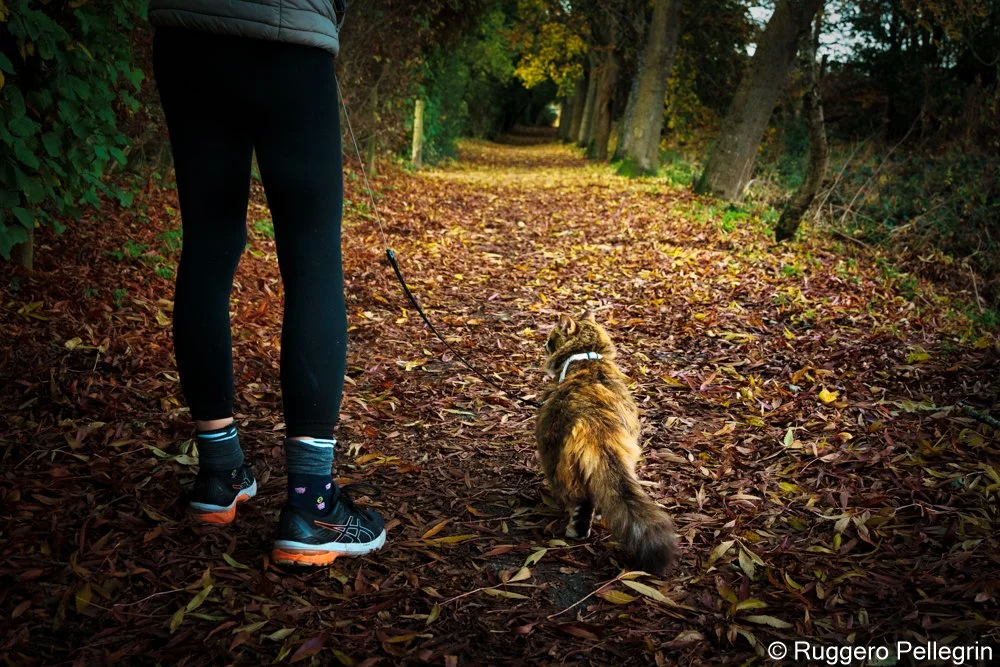 Autumn Colors - show me the way, I will follow