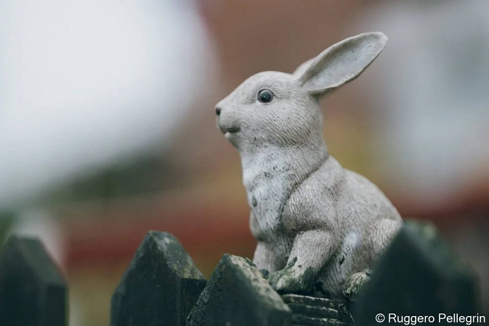 In the Garden, a Rabbit Speaks of England
