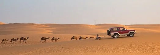 A line of camels and a person riding a camel in a desert with sand dunes, next to a red pickup truck under a clear sky.