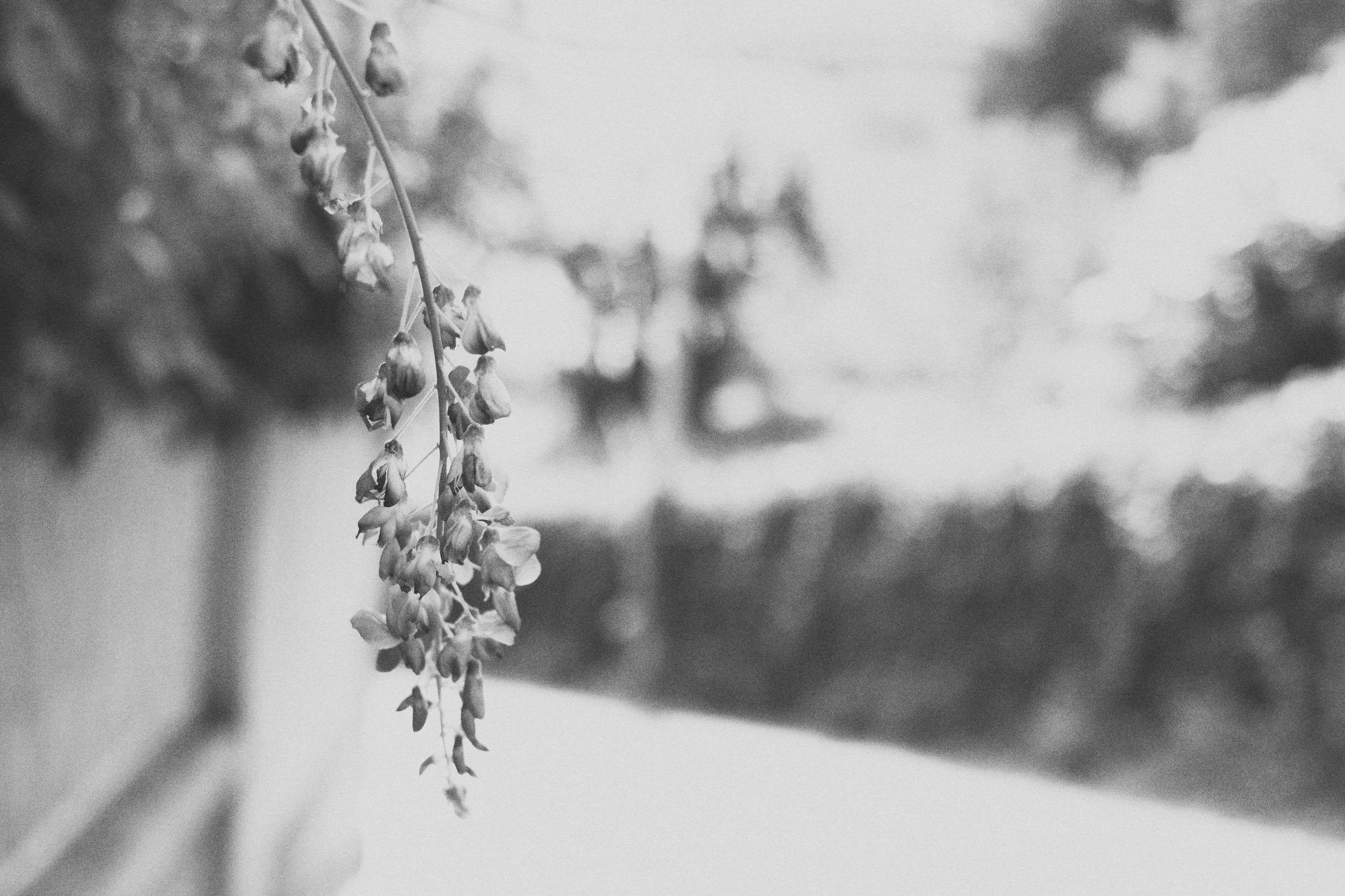 Close-up of a hanging cluster of small flowers in black and white, with blurred background.
