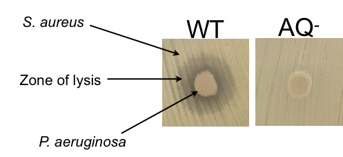 Close-up of a wooden surface with three different circular punches: one with two small indentations, one with a raised edge, and one with a smooth, round bump.