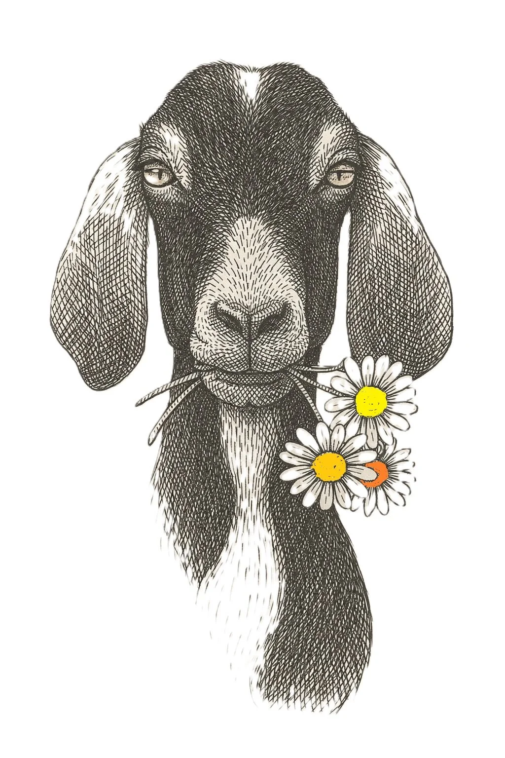DaisysFarm Logo w color.jpg