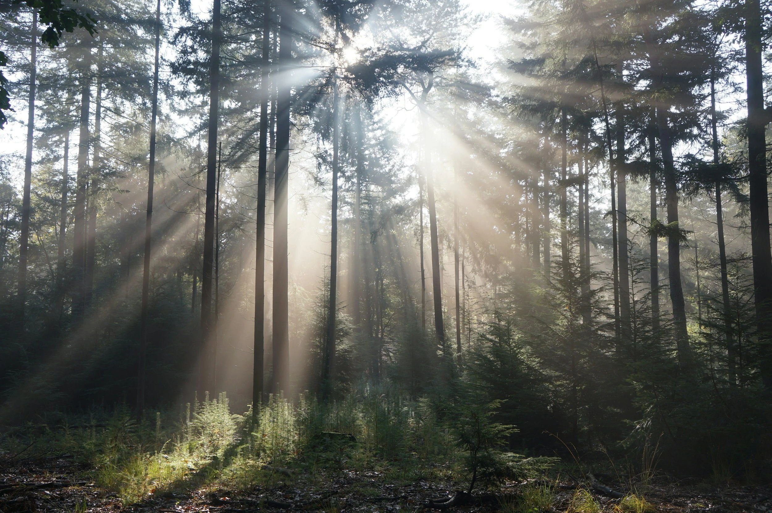 Sunlight filters through a dense forest of tall trees, creating rays of light that illuminate the forest floor with green vegetation and fallen leaves.