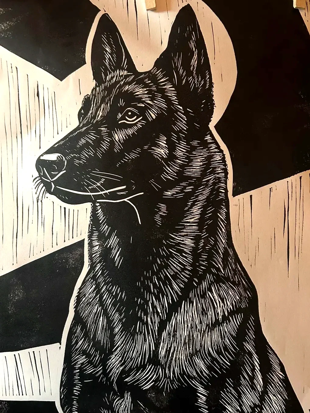 Belgian Malinois