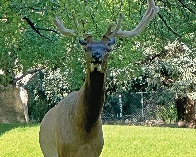 NSelkatEagleRockpark.jpg