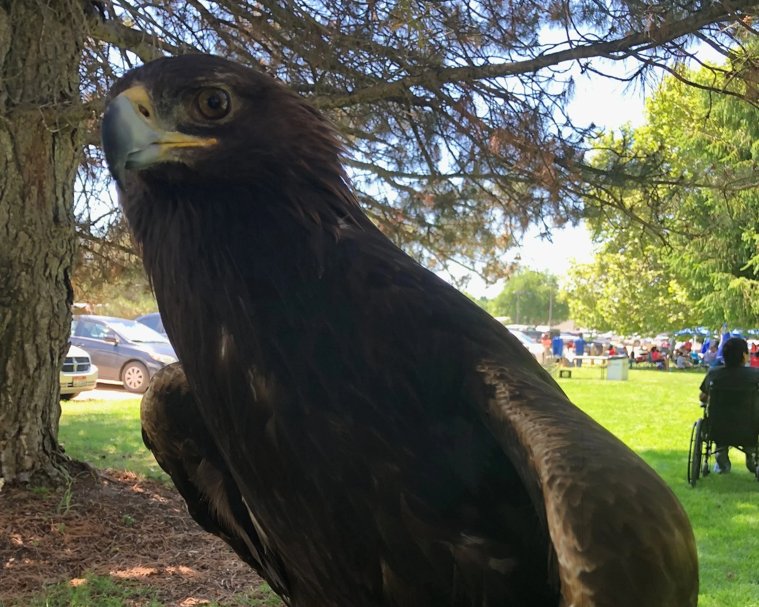 goldeneagle.jpg