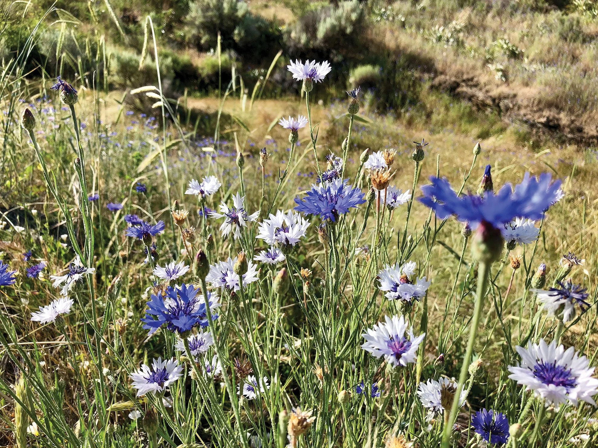 Wild flowers on trail.jpg