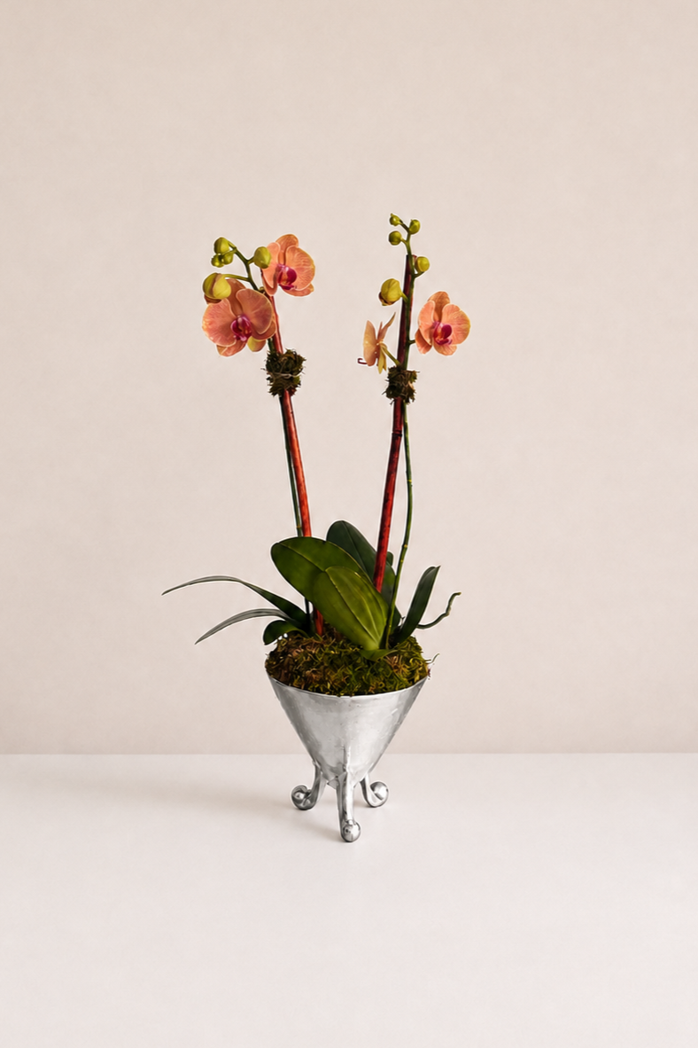 The Étoile Orchid