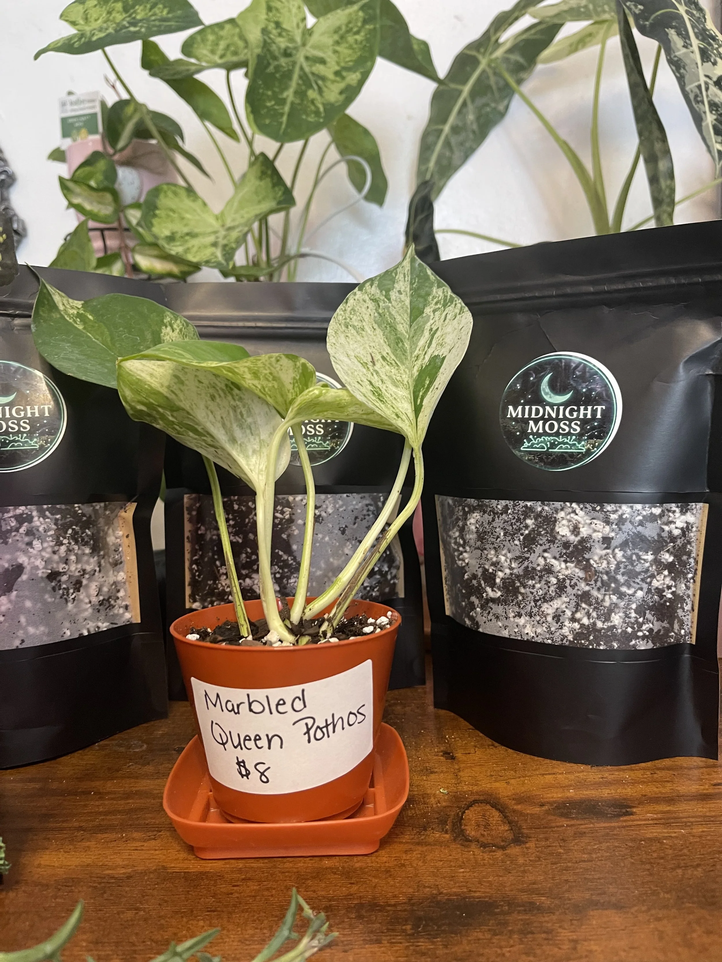 Marbled Queen Pothos
