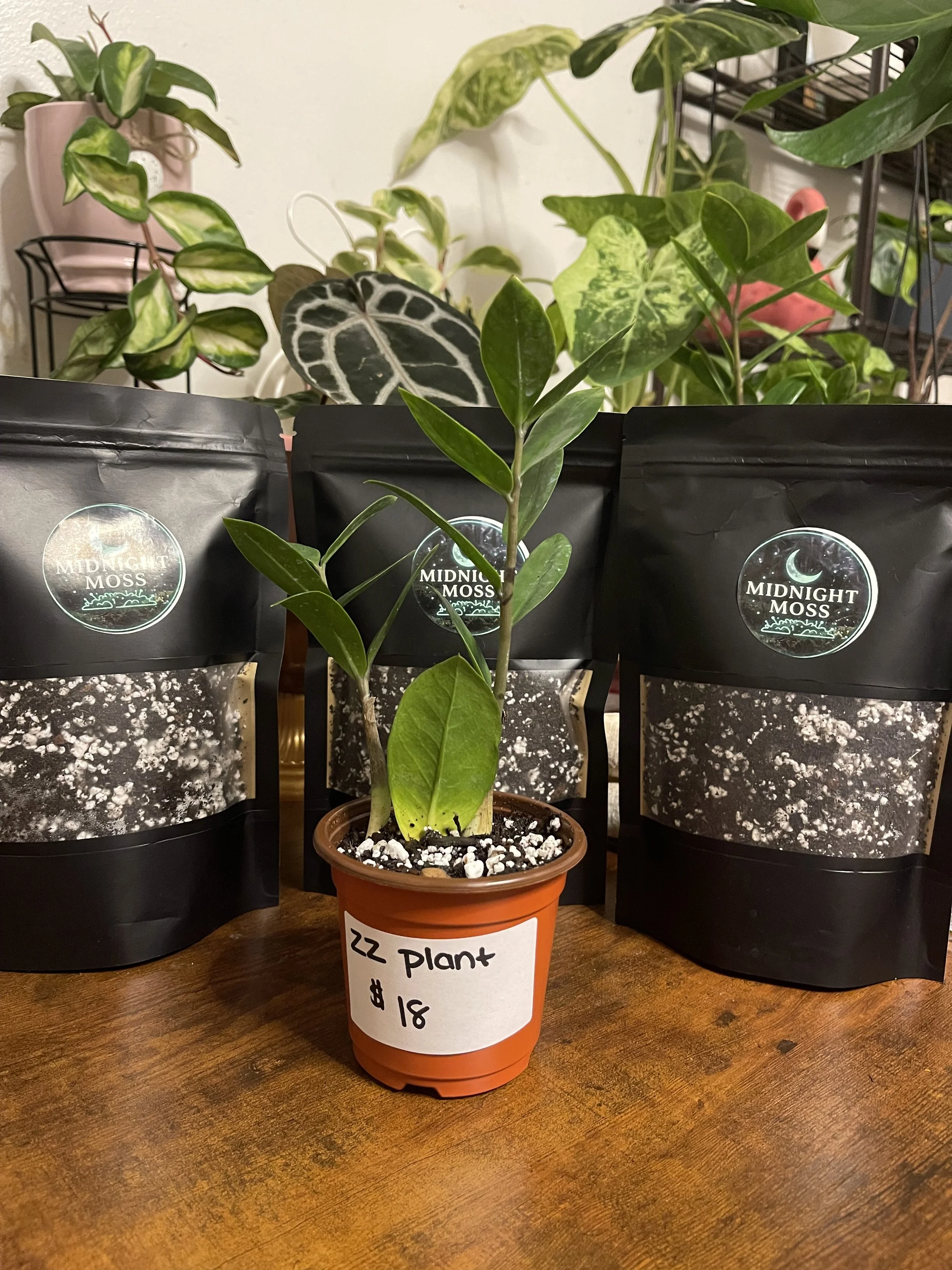 ZZ Plant