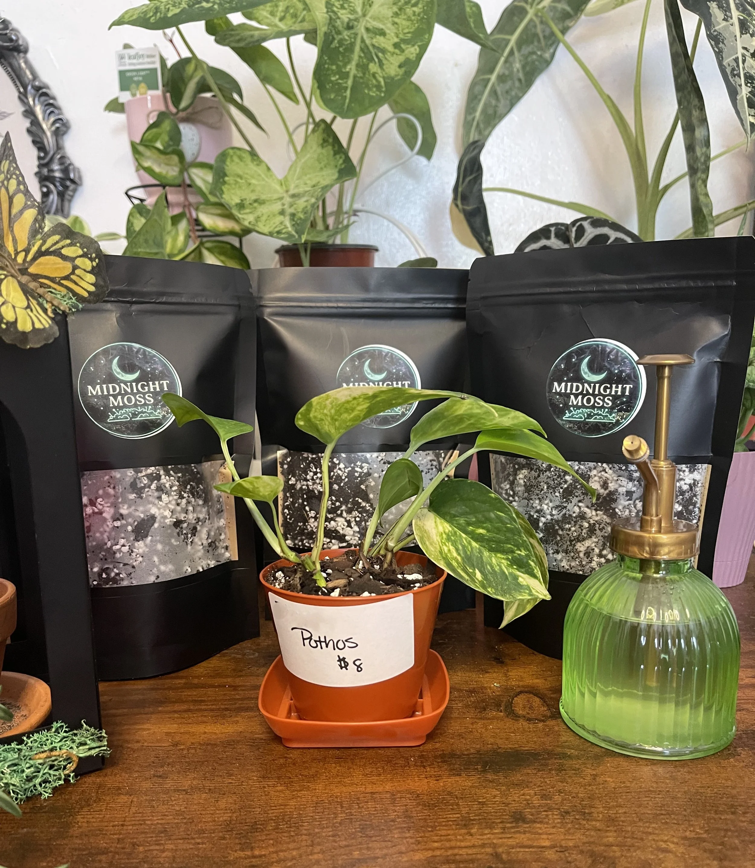 Golden Pothos