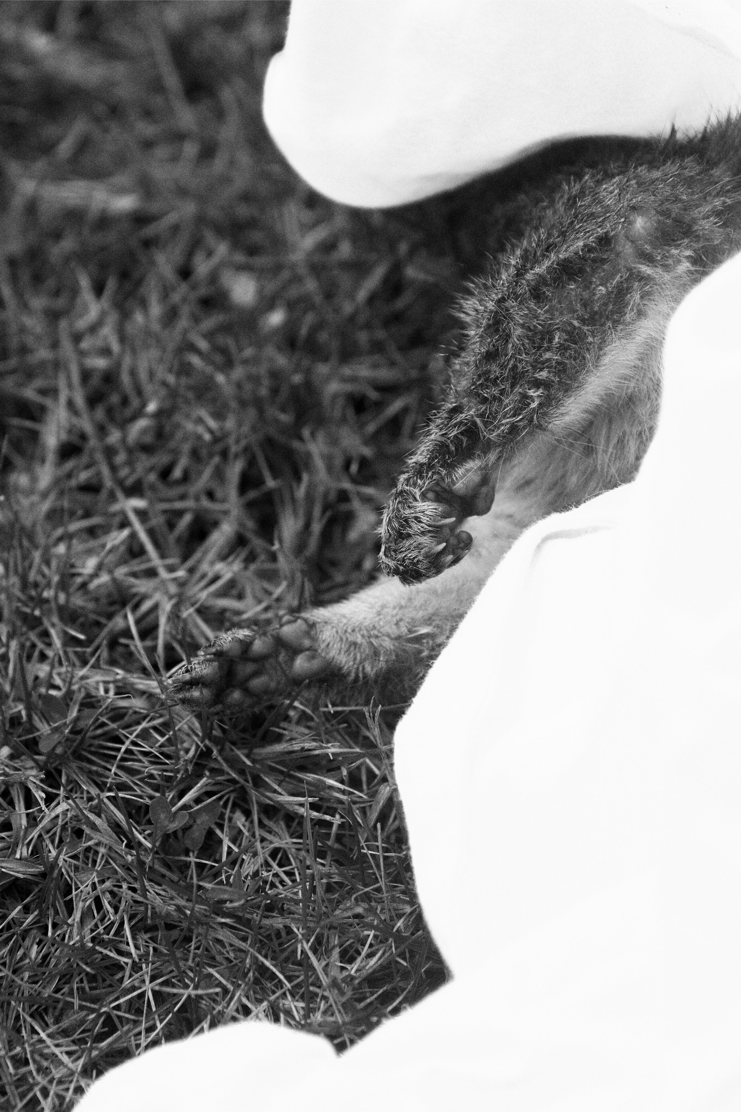 84516D2C-C2D8-4258-BBF5-CACAA48036AF_1_201_a.jpeg