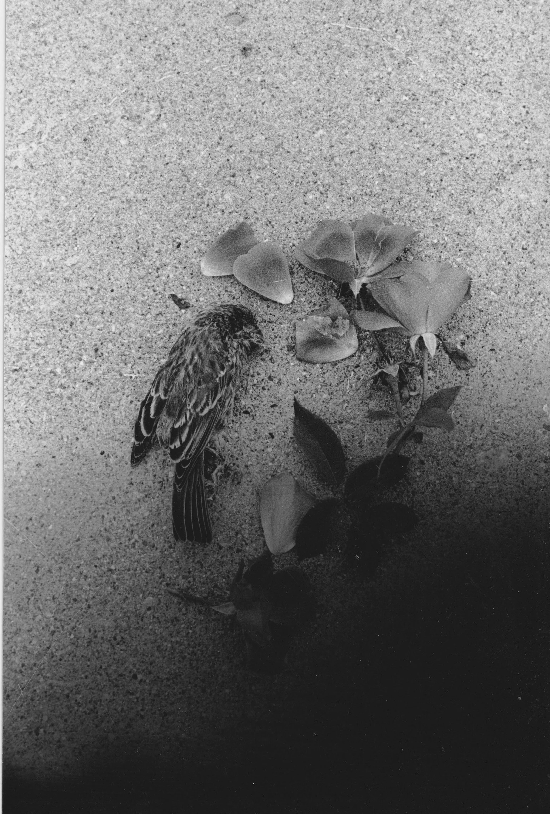 1641253F-F1DE-45CC-8243-FABAACC6DF6B_1_201_a.jpeg