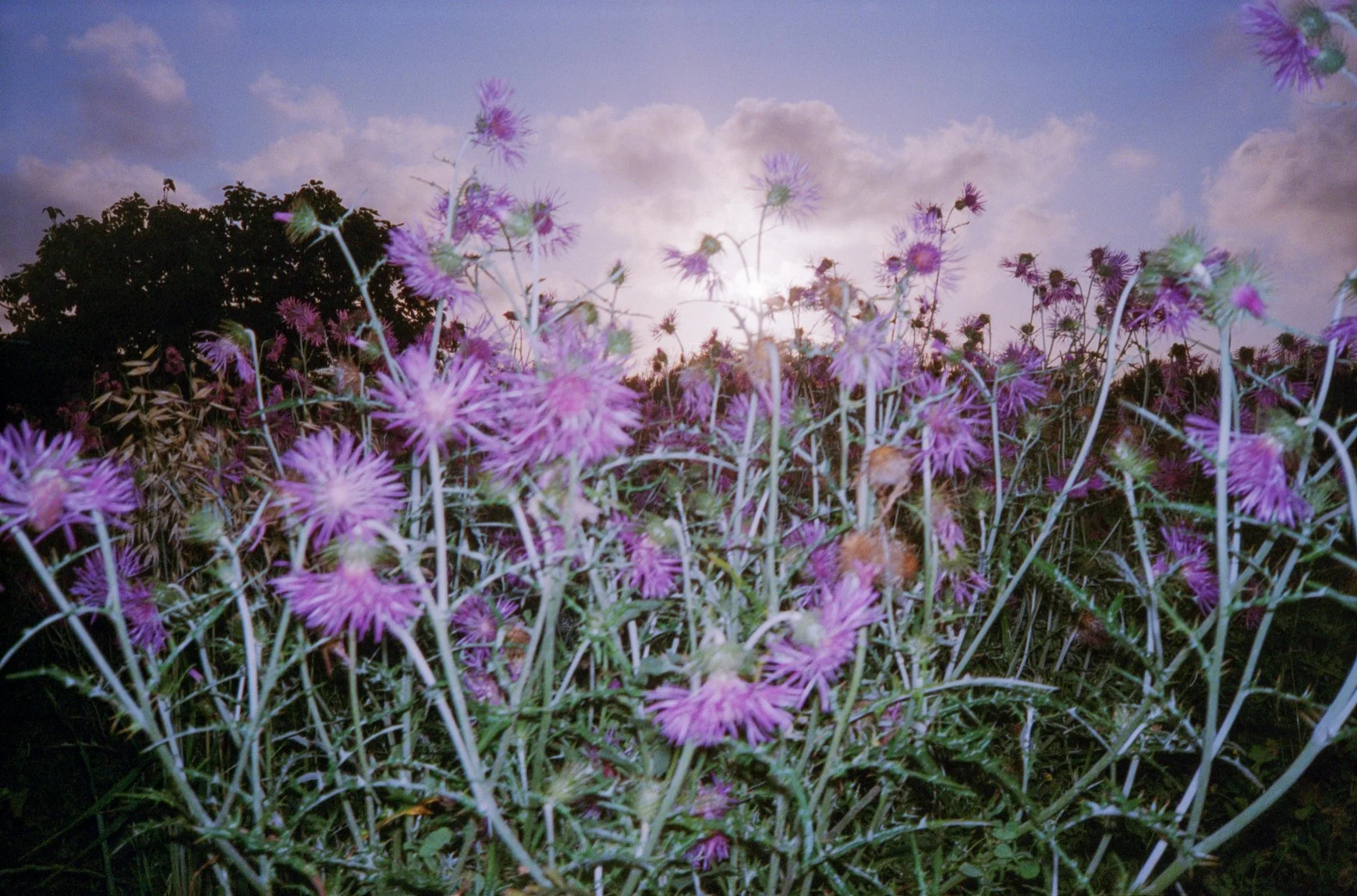 Close-up of cornflowers, captured with a flash that makes the flowers' blue petals look purple.