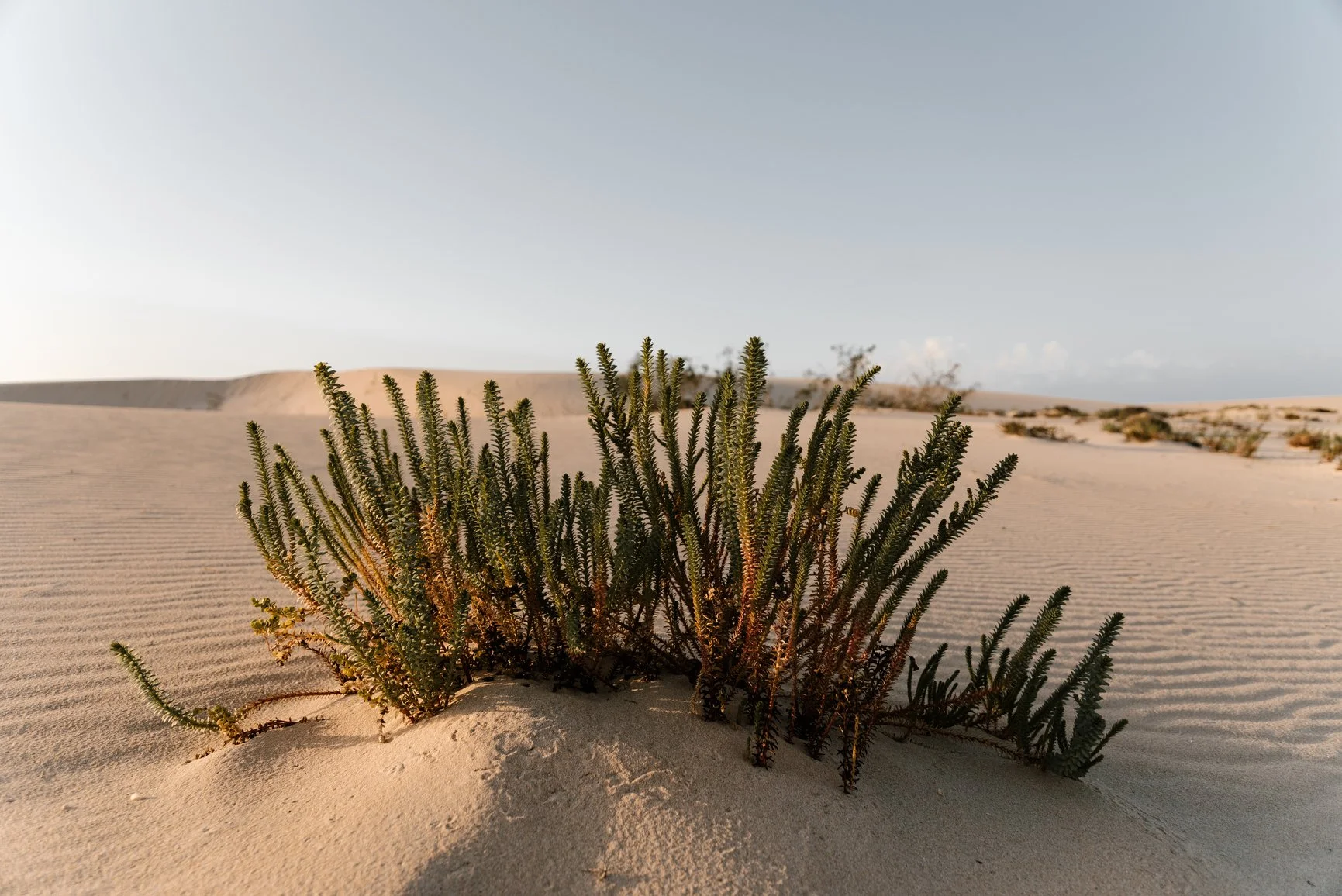 On an expanse of sand under a pale blue sky at what seems to be golden hour, stands a small spiky desert plant. It is dusky green and brown.