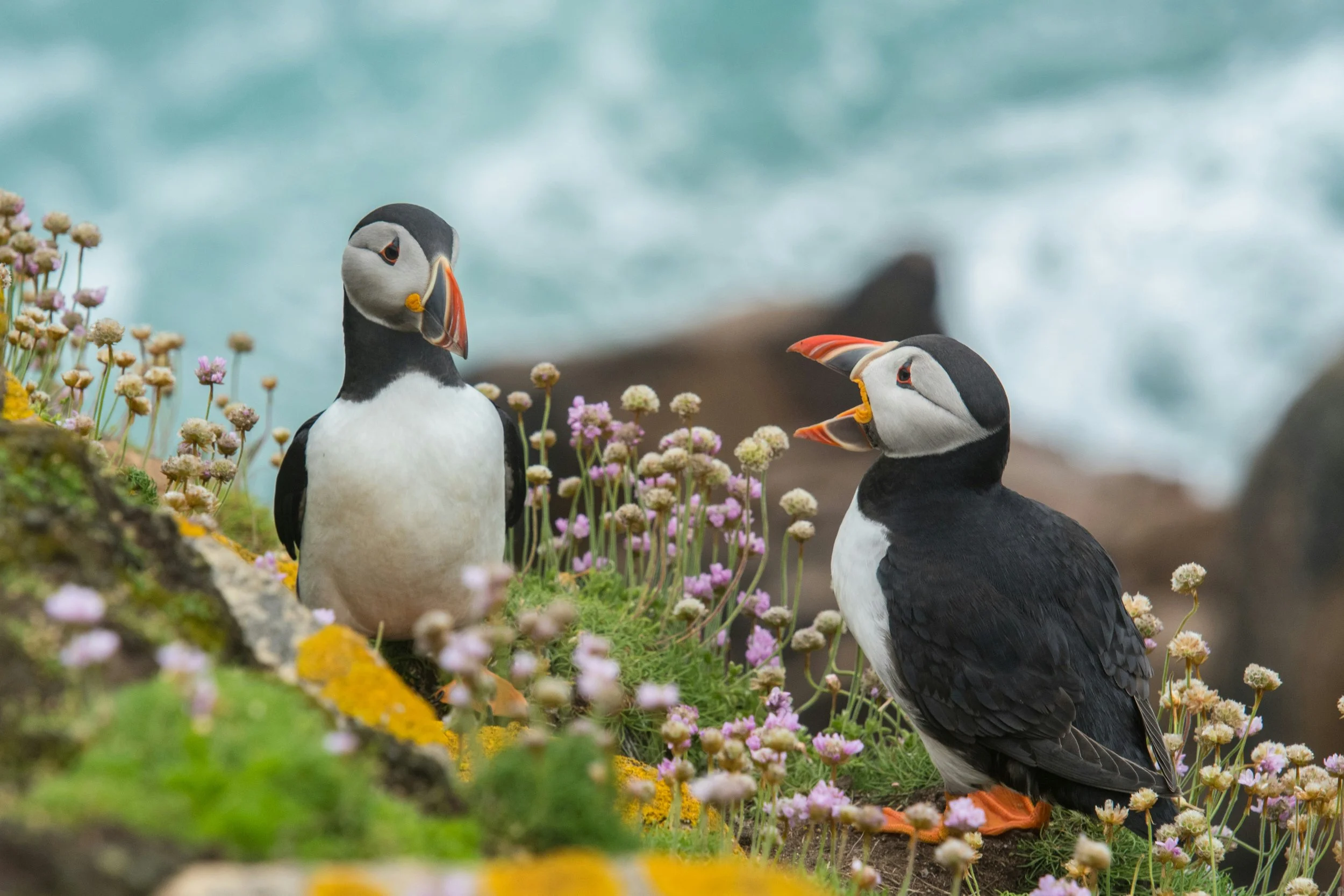 Two puffins from the shoulders up. One puffin has its beak open like it is yelling. The other puffin looks perplexed.