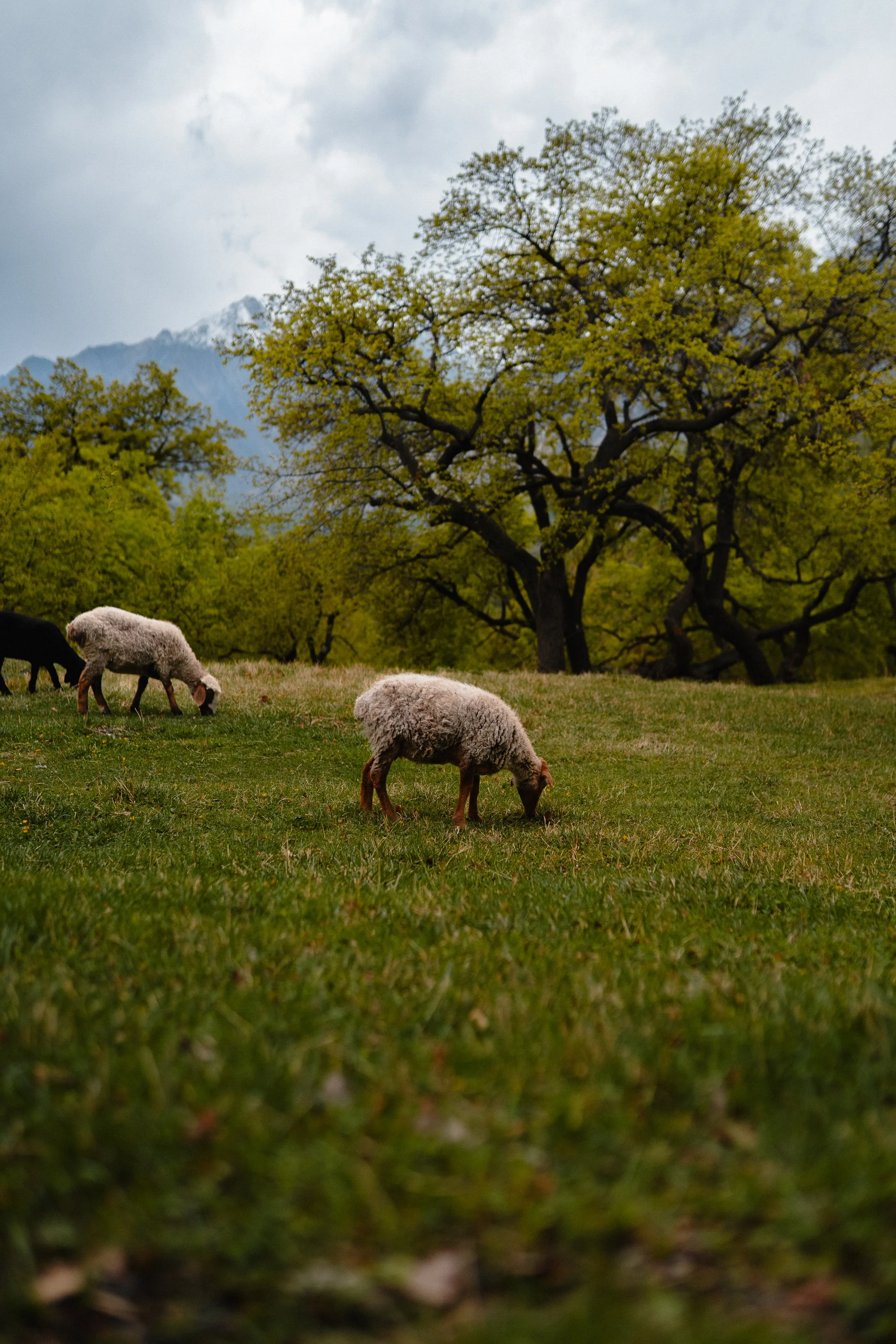 Grazing sheep in green pasture with trees and mountains in the background.