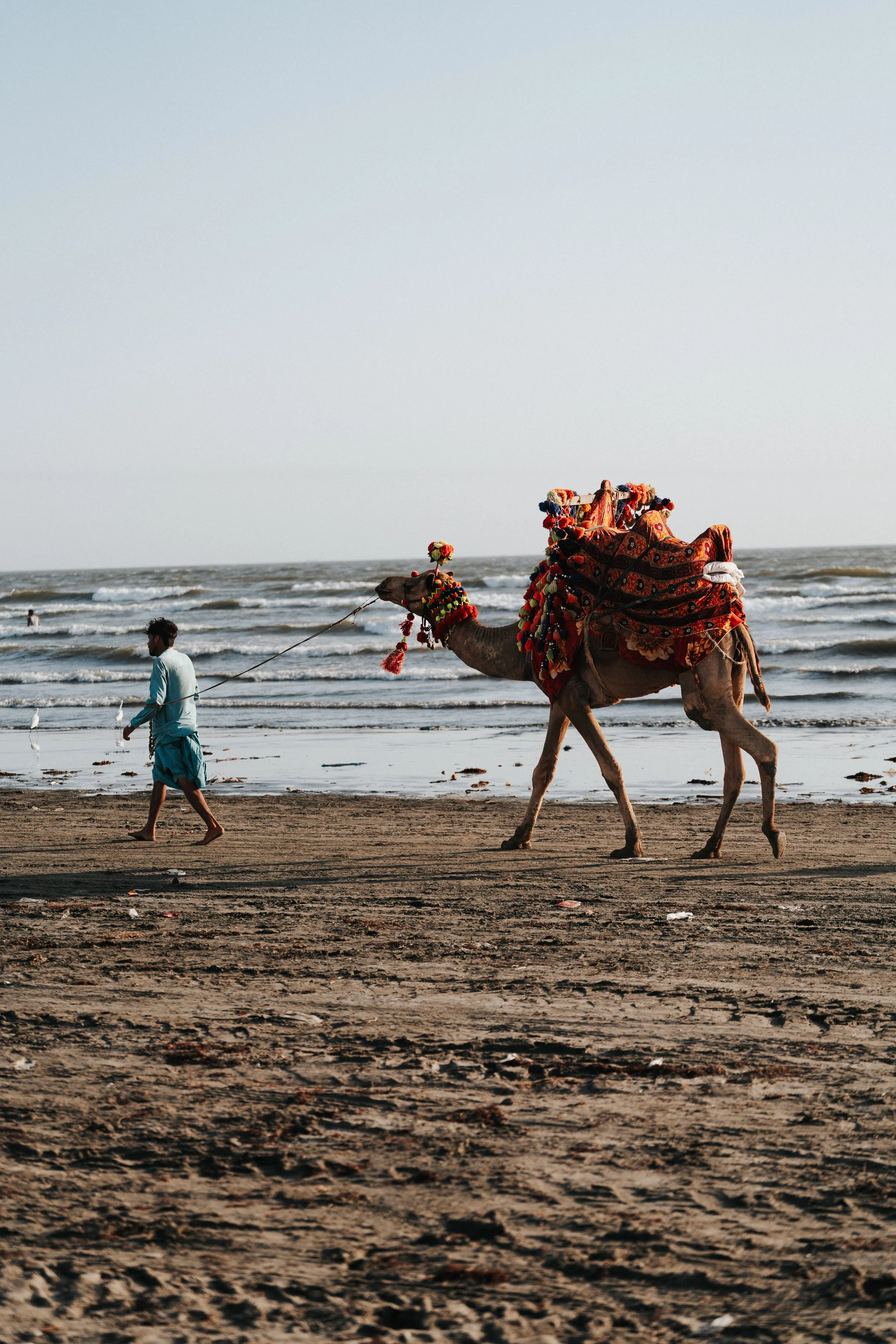 A man walking on the beach, holding a leash attached to a camel decorated with colorful accessories and fabric, with ocean waves and a clear sky in the background.