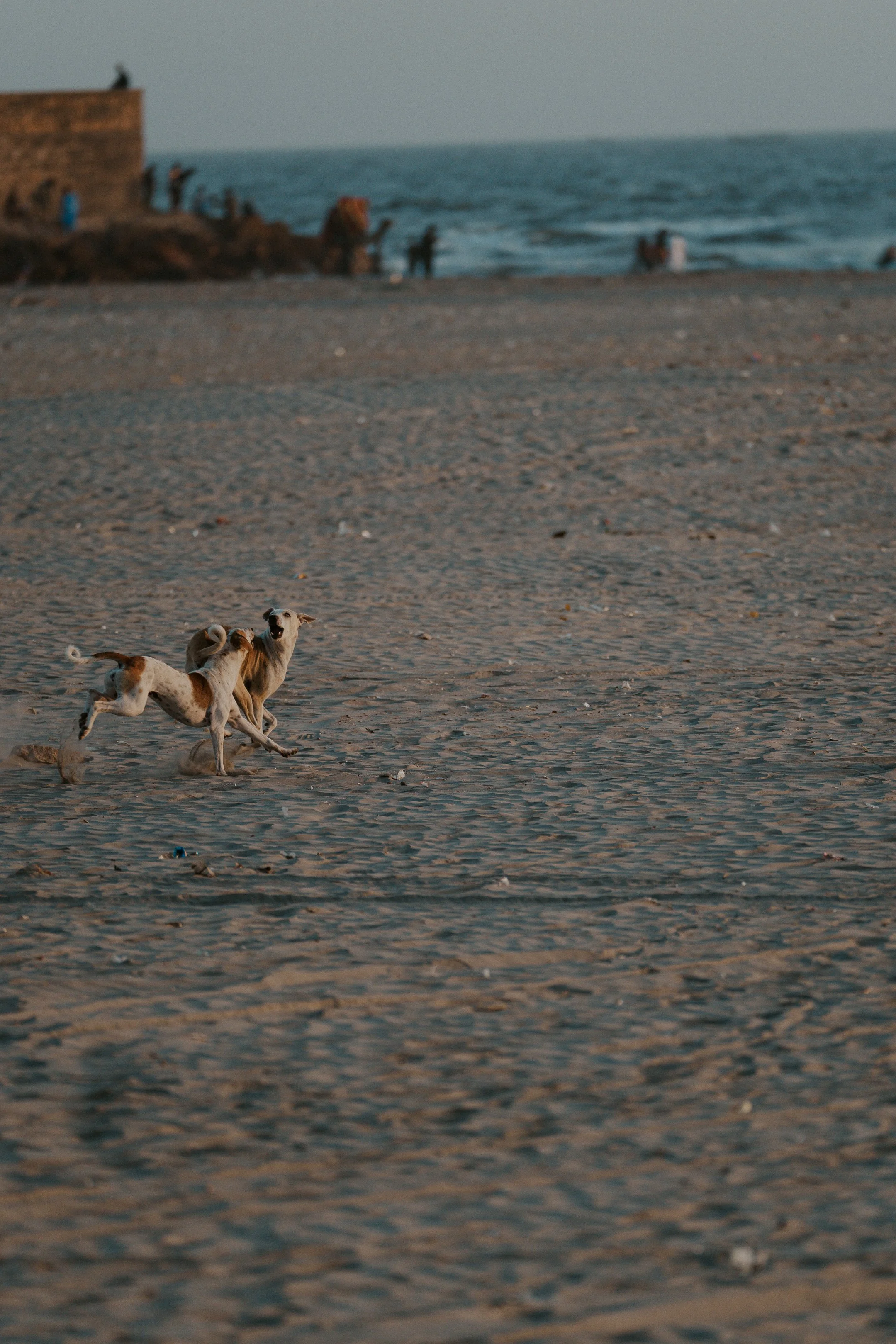 Two dogs running on a sandy beach with the ocean and people in the background during sunset.