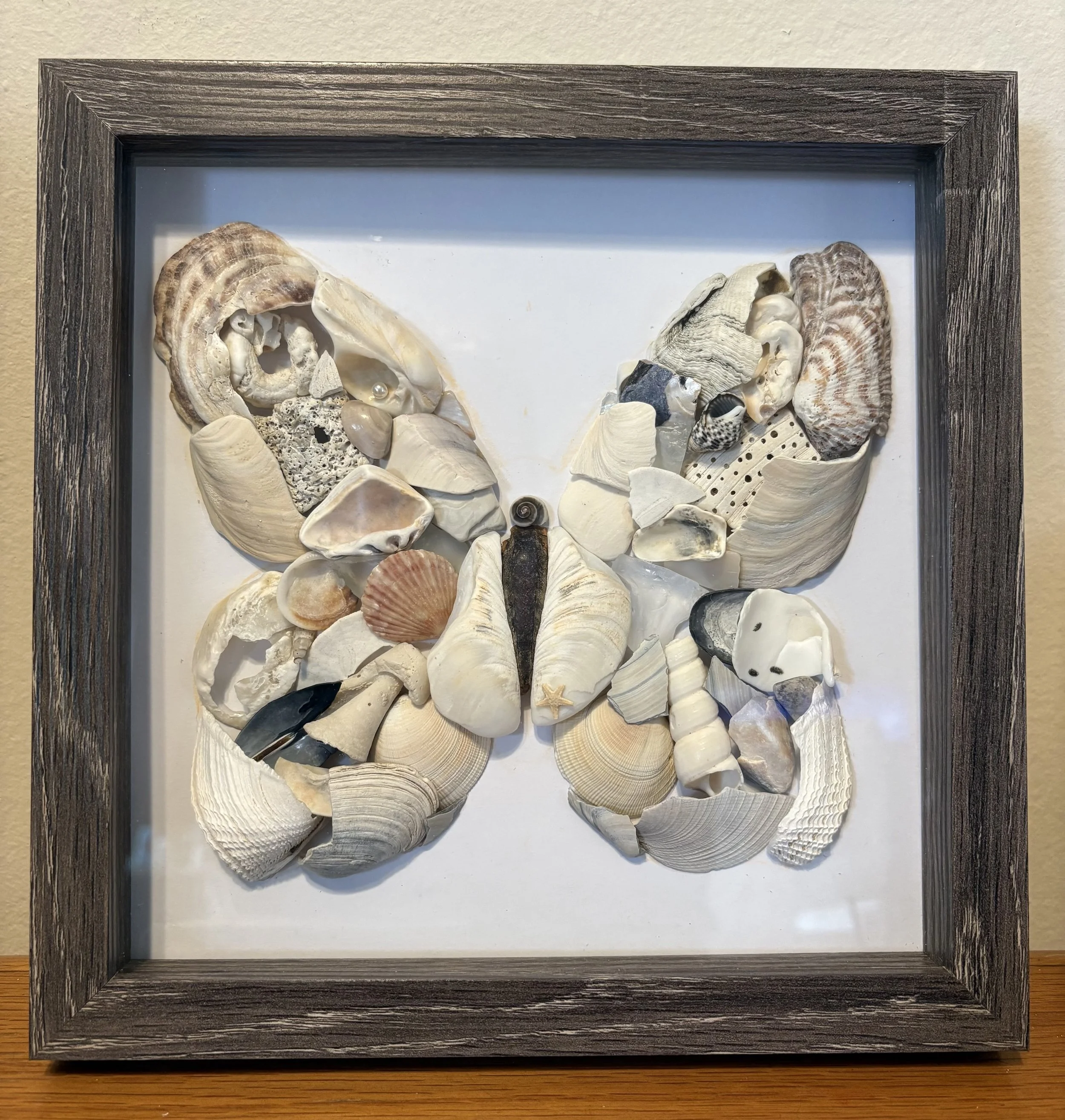 Shell Butterfly