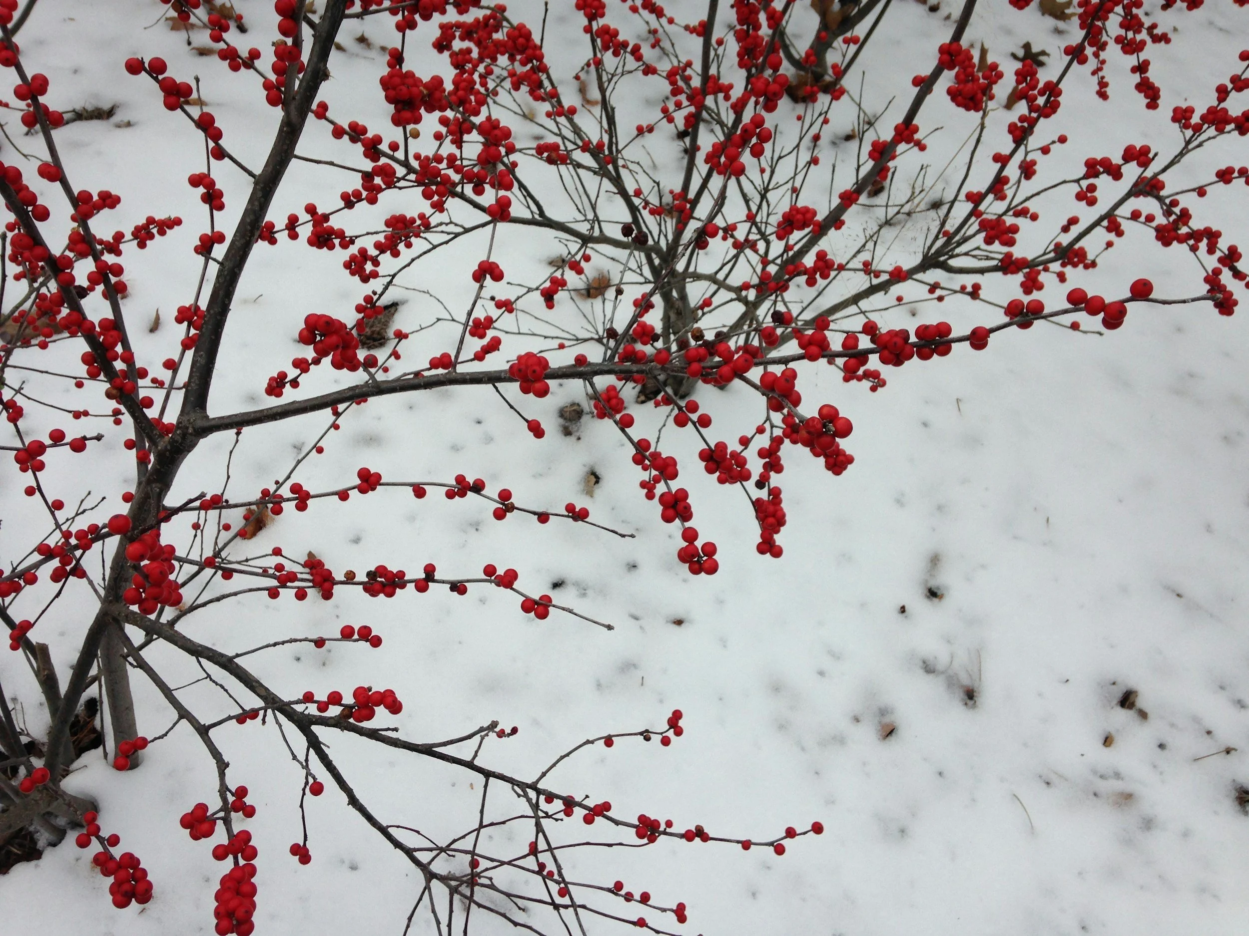 Red berries on a small bush in a snowy landscape.