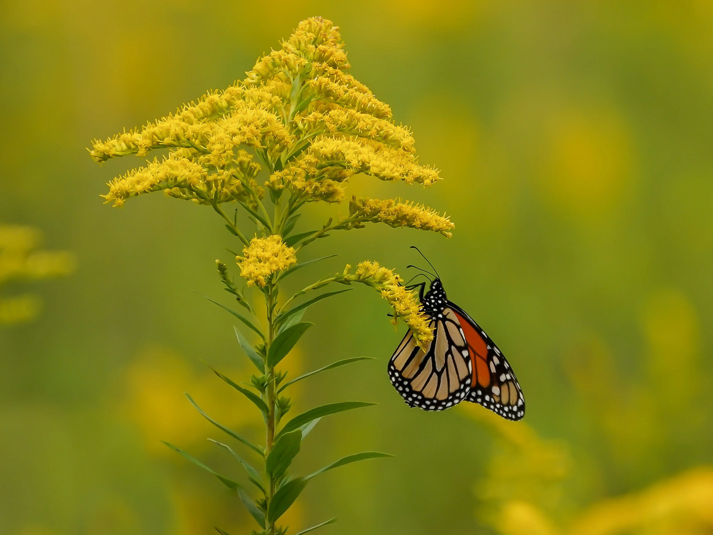 Yellow flower with a Monarch butterfly perched on its petals against a blurred green background.