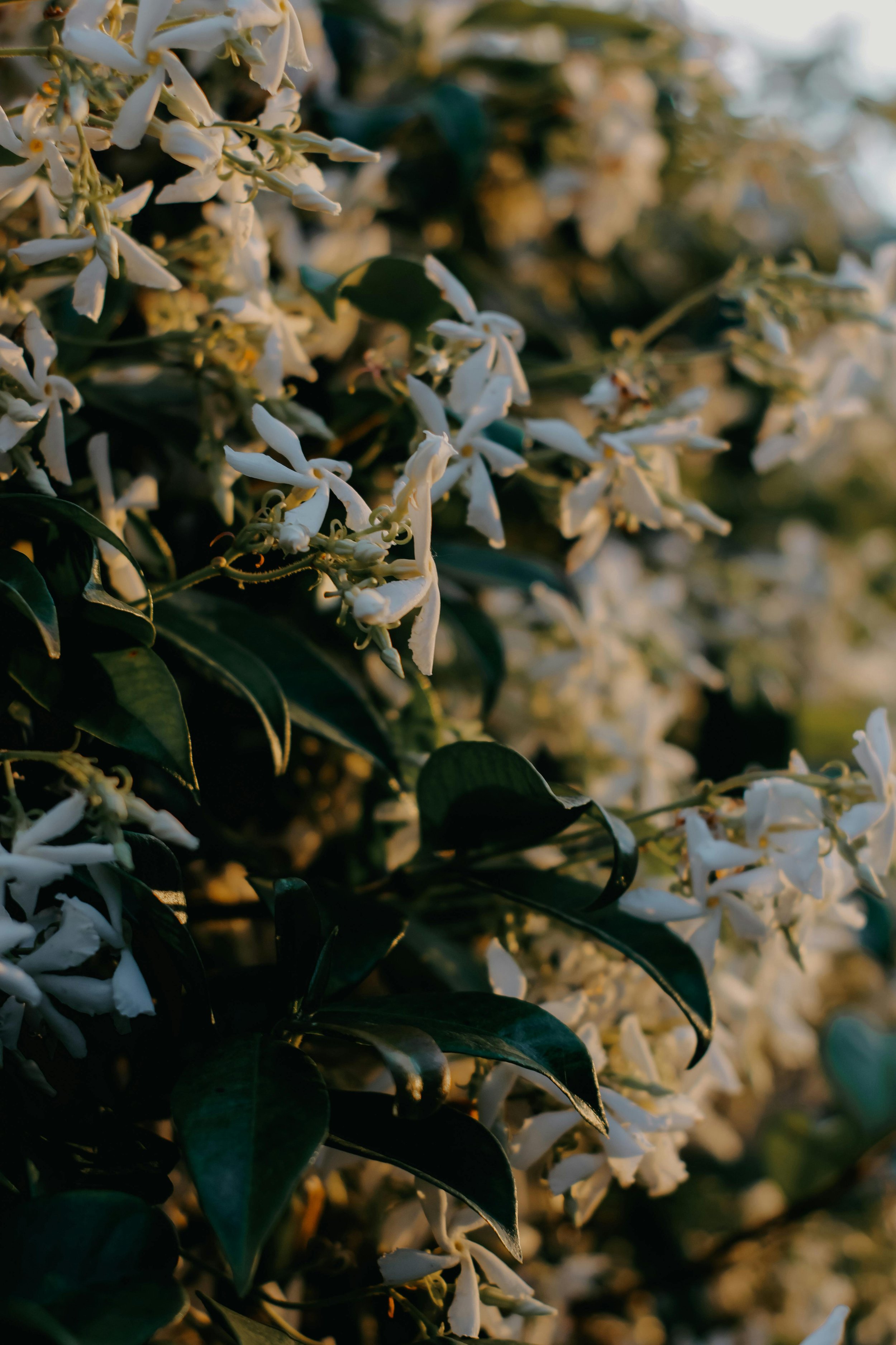 jasmine yellow.jpg