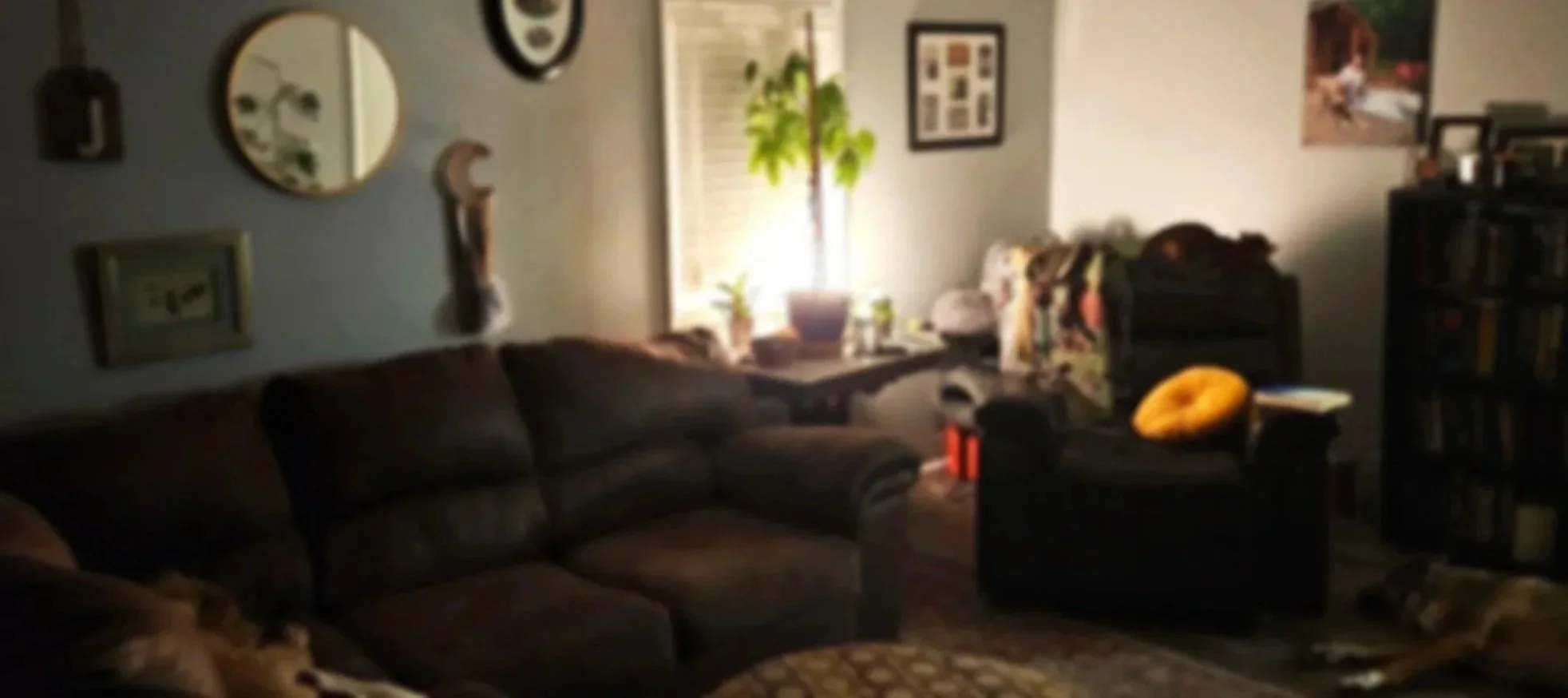 A cozy living room with a dark brown sectional sofa, decorated with picture frames and artwork on the wall, a window with sunlight coming through, and various plants on the windowsill. There is a black bookshelf on the right and a yellow pillow on an armchair.
