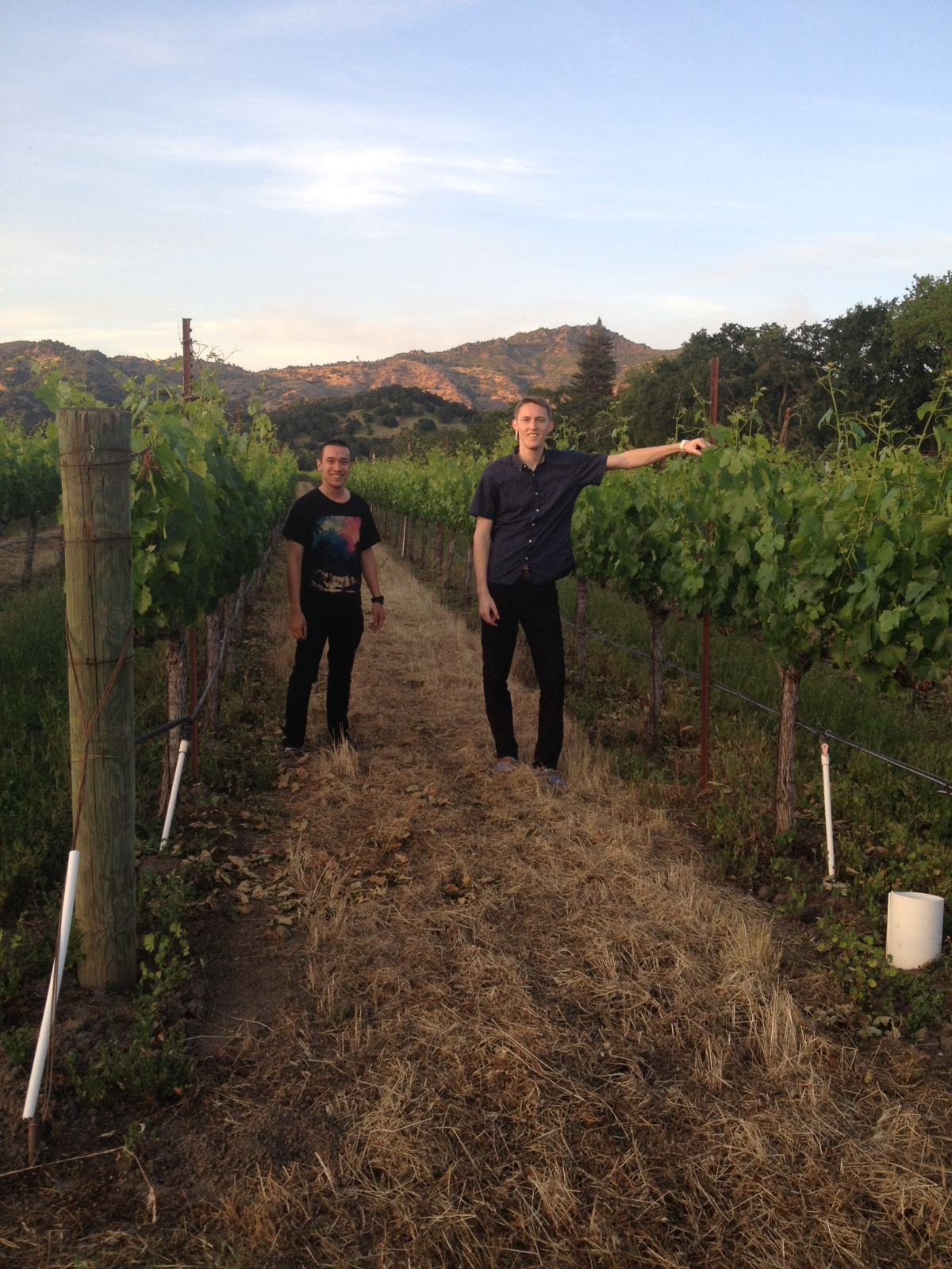 Two men walking through a vineyard with green grapevines, mountains in the background, and a partly cloudy sky.