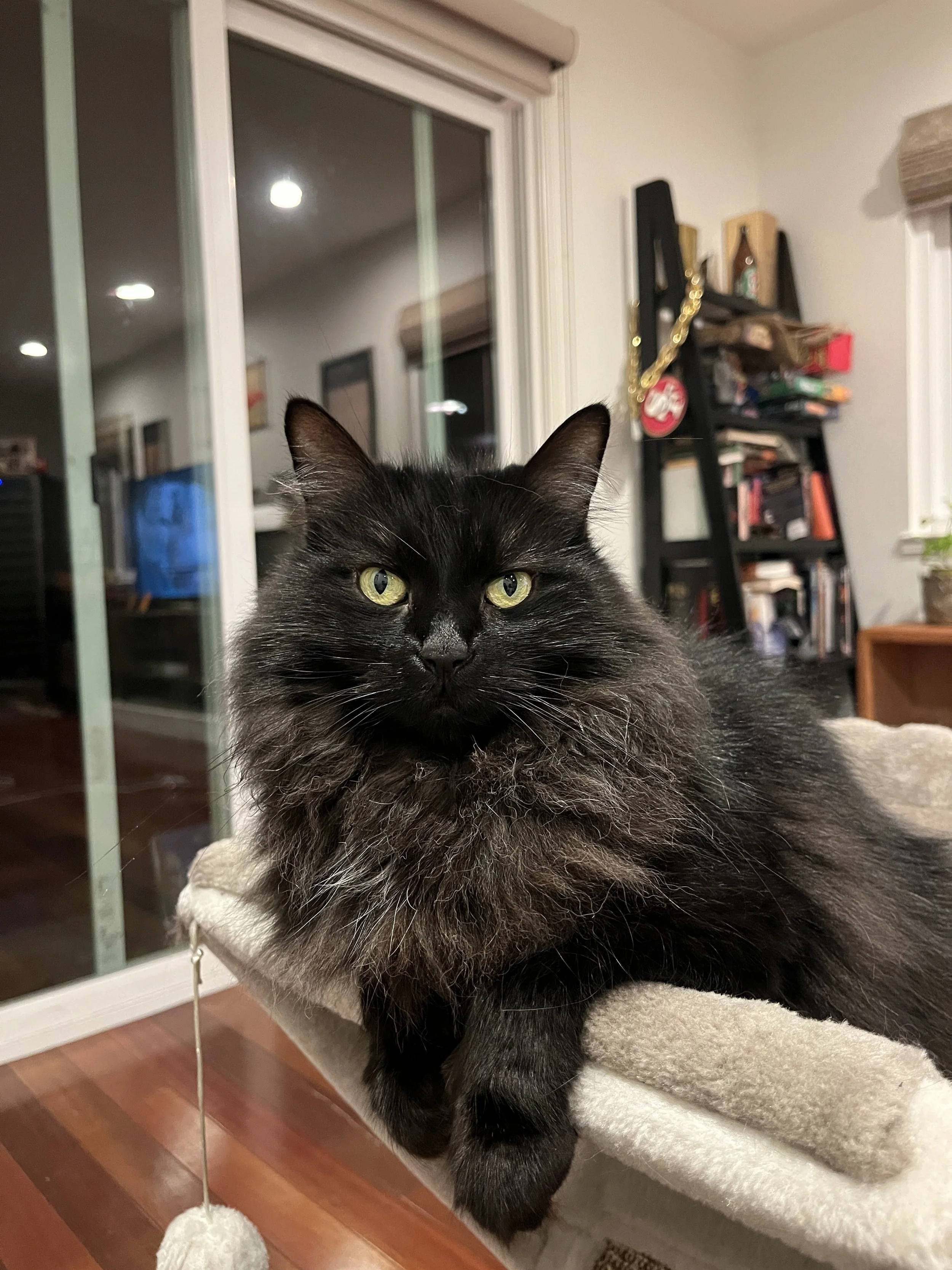 Close-up of a black and gray long-haired cat with yellow eyes, lying on a beige surface in a room with a bookshelf, a sliding glass door, and a window in the background.