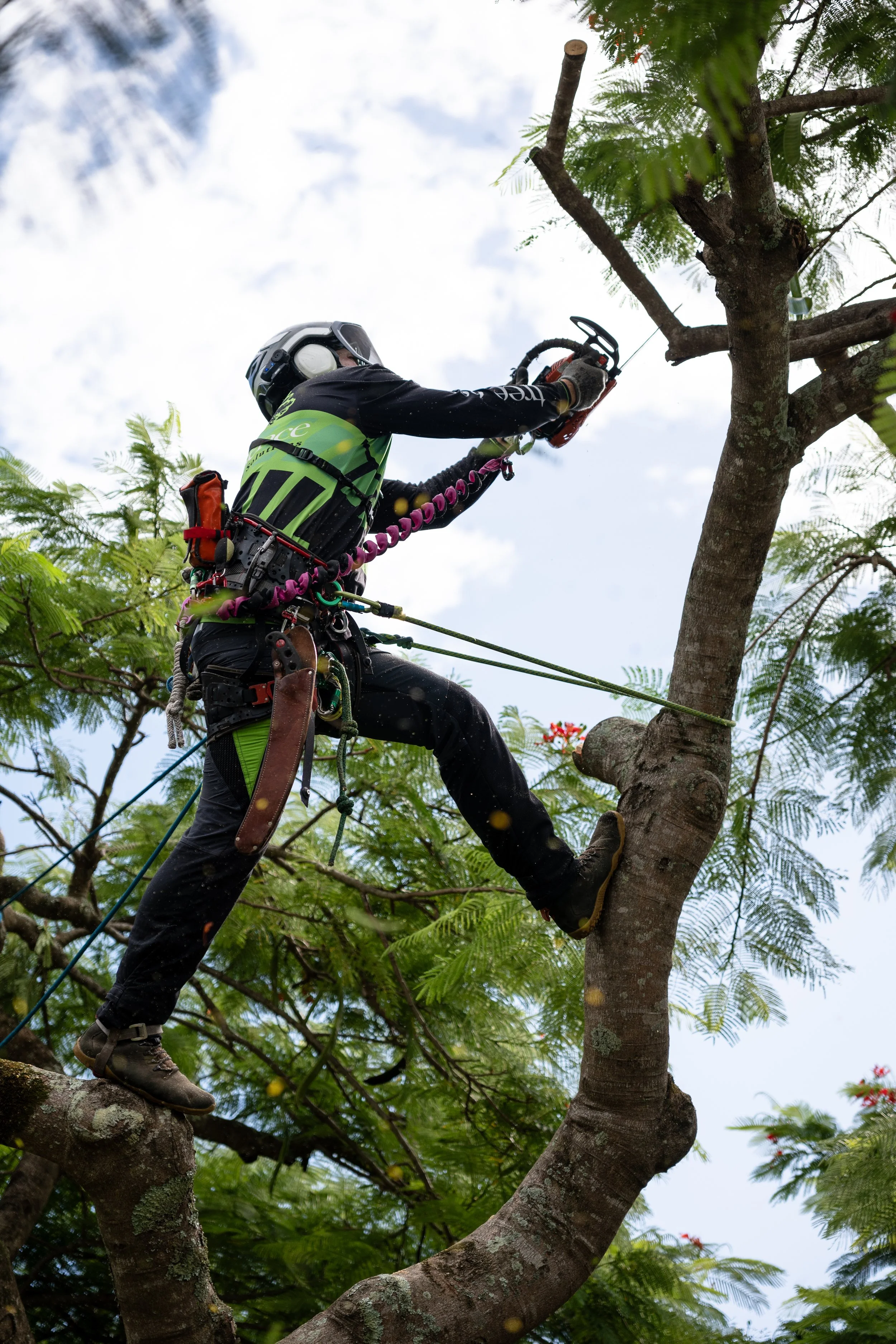 A person wearing safety gear and a helmet, using a chainsaw to cut a branch from a tall tree, surrounded by green foliage.
